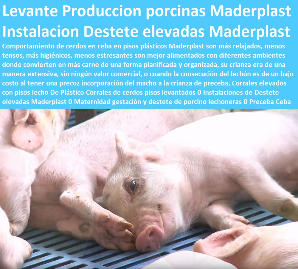 Corrales elevados con pisos lecho De Plástico Corrales de cerdos pisos levantados 0 Instalaciones de Destete elevadas Maderplast 0 Maternidad gestación y destete de porcino lechoneras 0 Preceba Ceba Engorde Cría Levante Produccion 0 Corrales elevados con pisos lecho De Plástico Corrales de cerdos pisos levantados 0 Instalaciones de Destete elevadas Maderplast 0 Maternidad gestación y destete de porcino lechoneras 0 Preceba Ceba Engorde Cría Levante Produccion 0